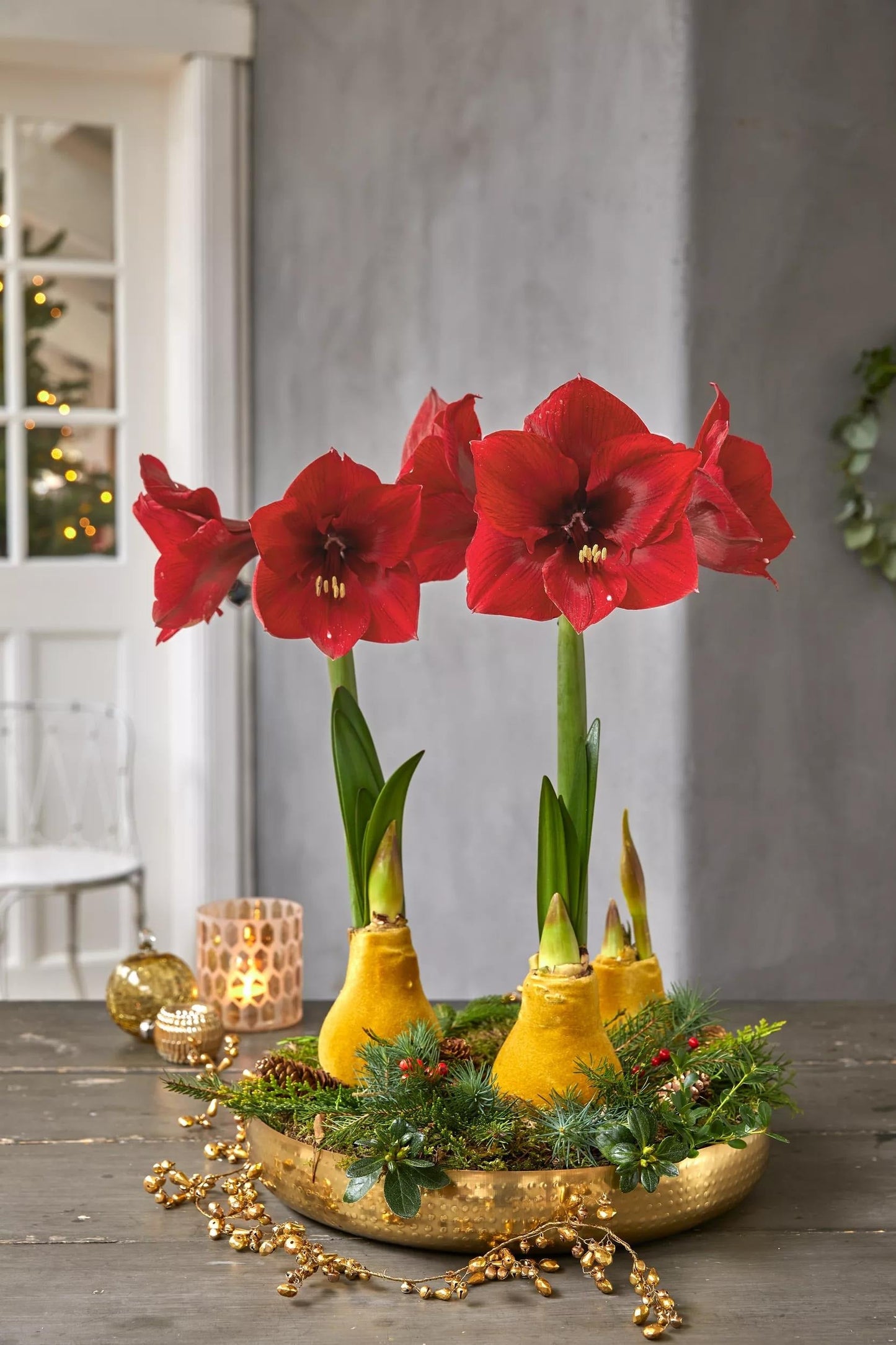 Velvet Waxed Amaryllis