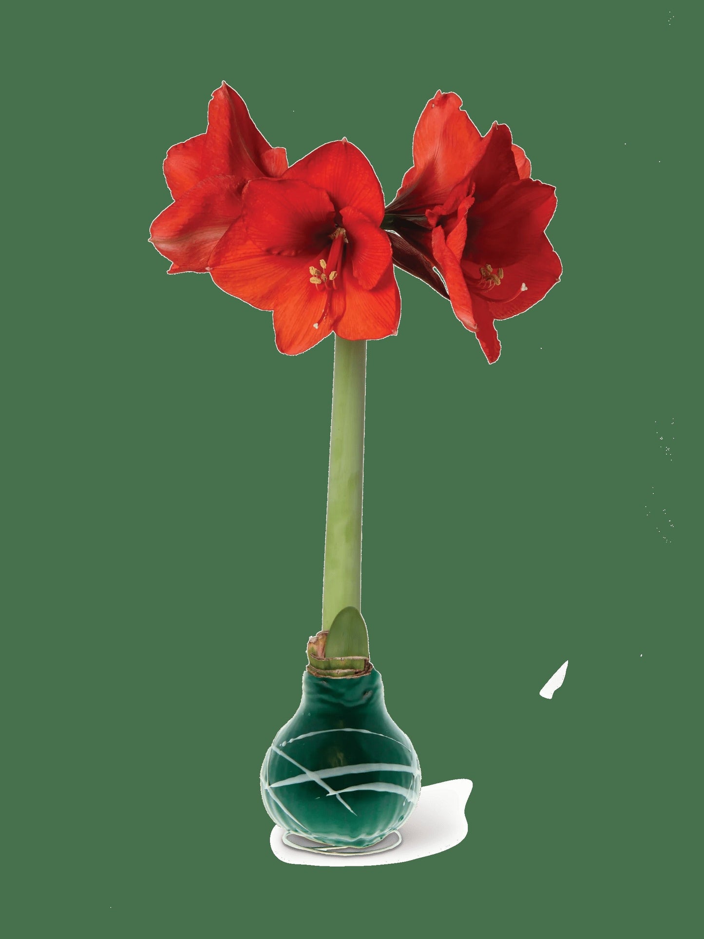 Art Mix Waxed Amaryllis