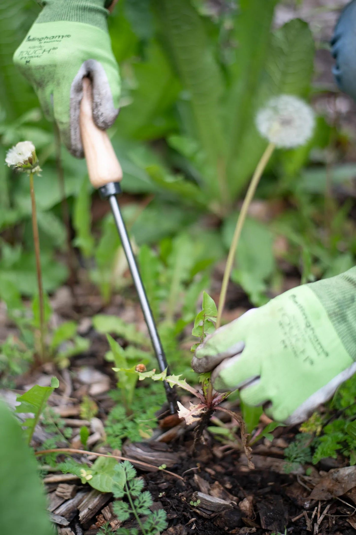 Lifetime Dandelion Weeder