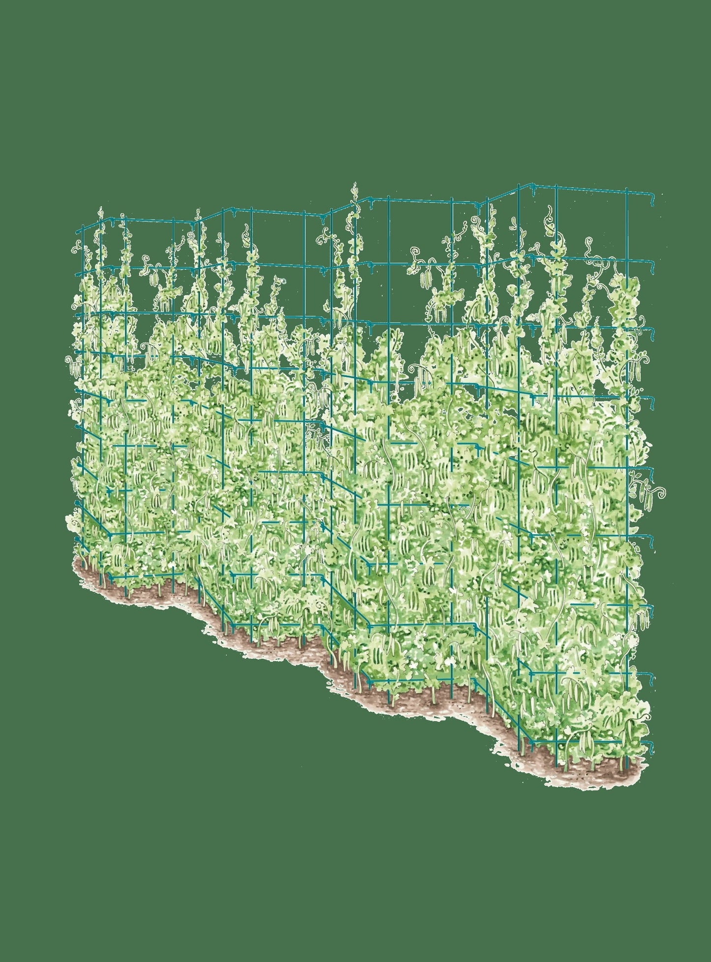 Tall Expandable Pea Trellis