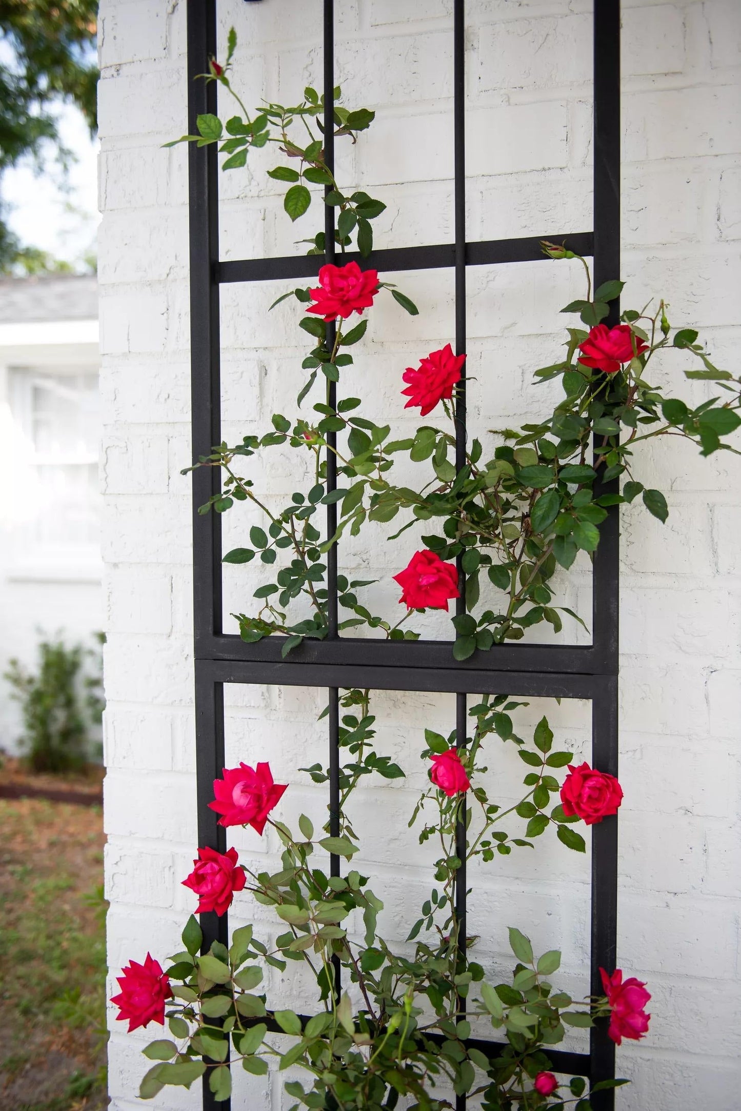 EssexTM Wall Trellis