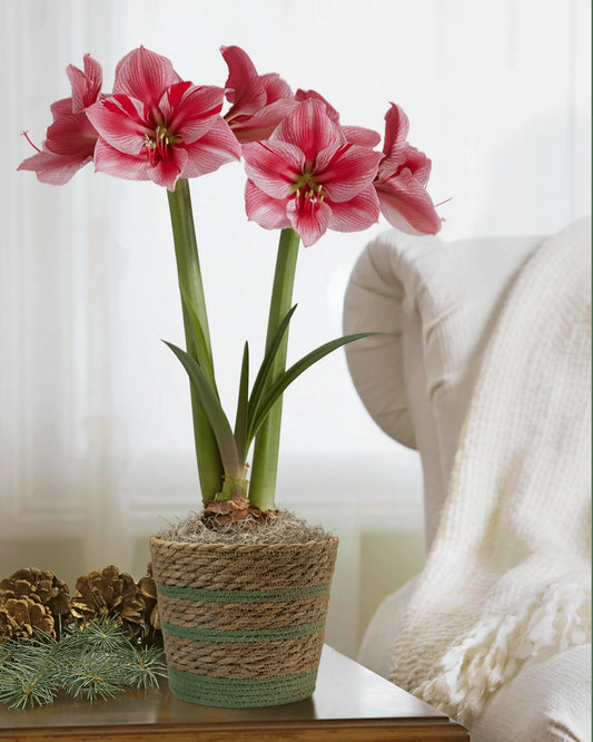 Gervase Potted Amaryllis