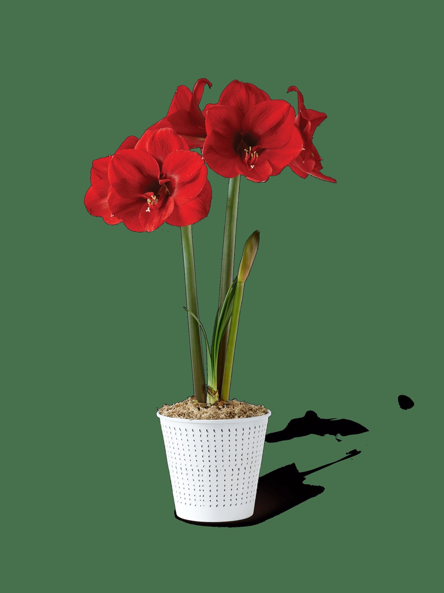 Potted Amaryllis