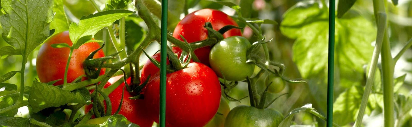 Tomatoes 101 - Lebanon, NH