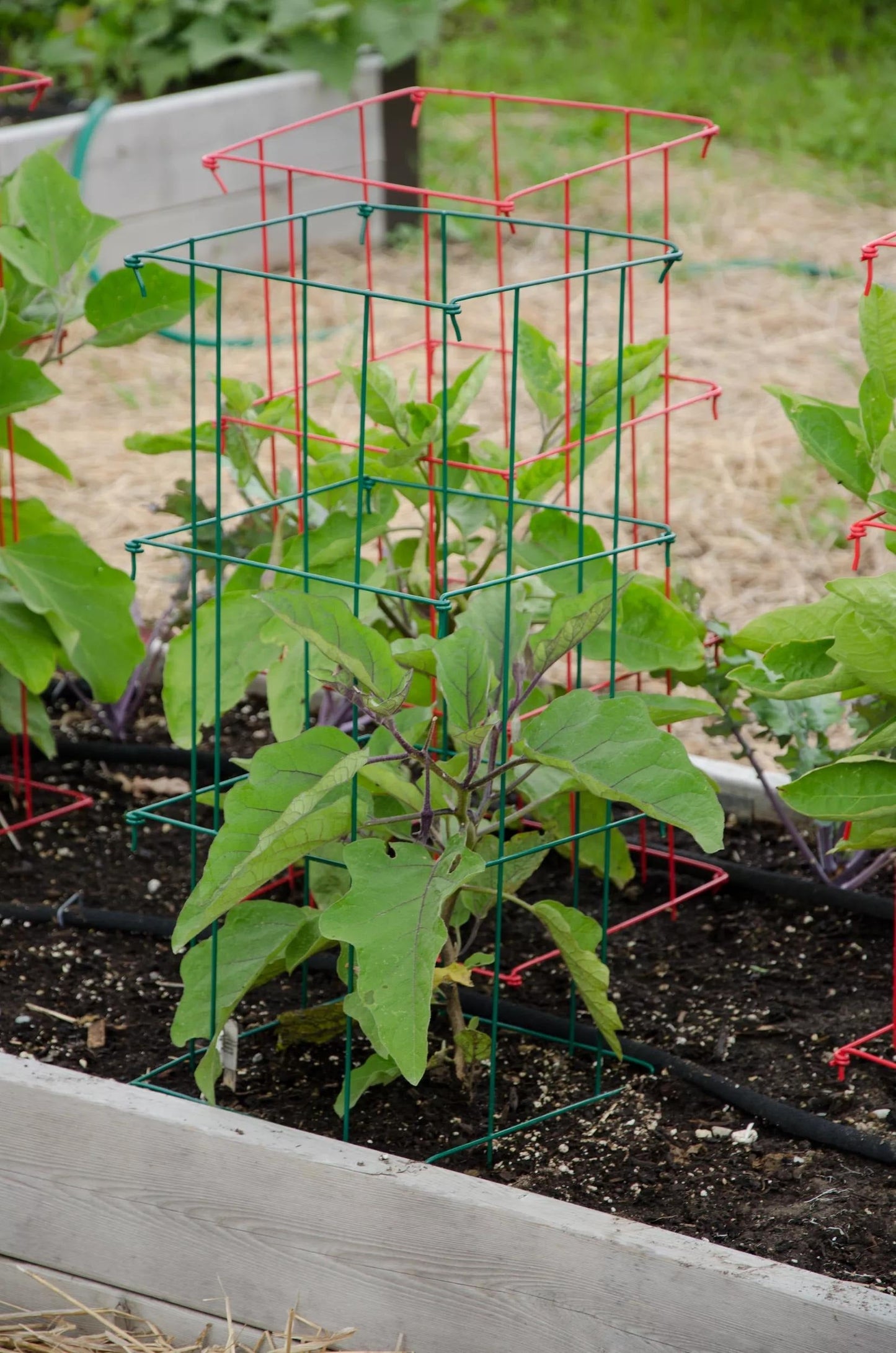 Pepper and Eggplant Cages, Set of 3