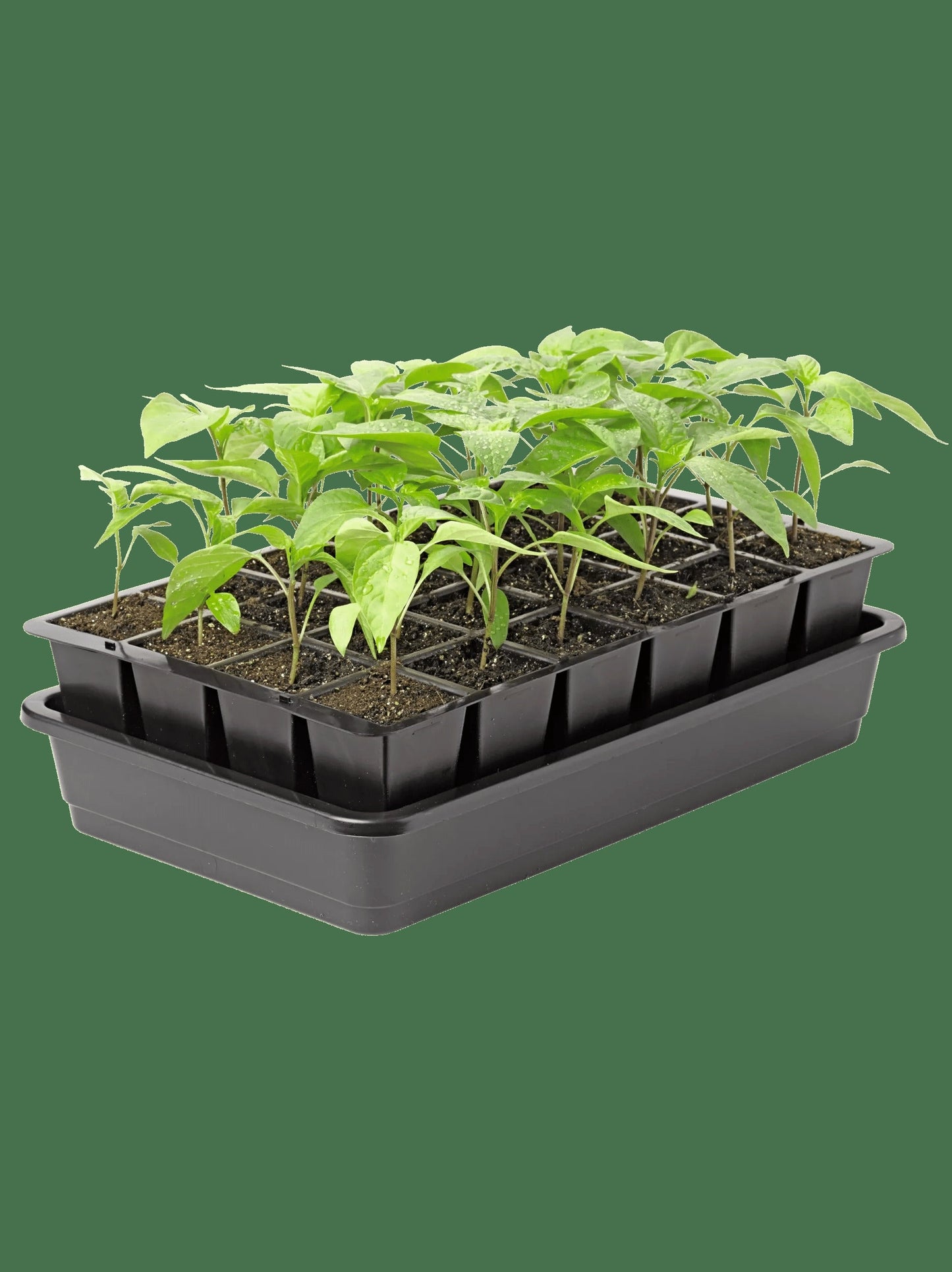 GrowEaseTM Seed Starter Kit