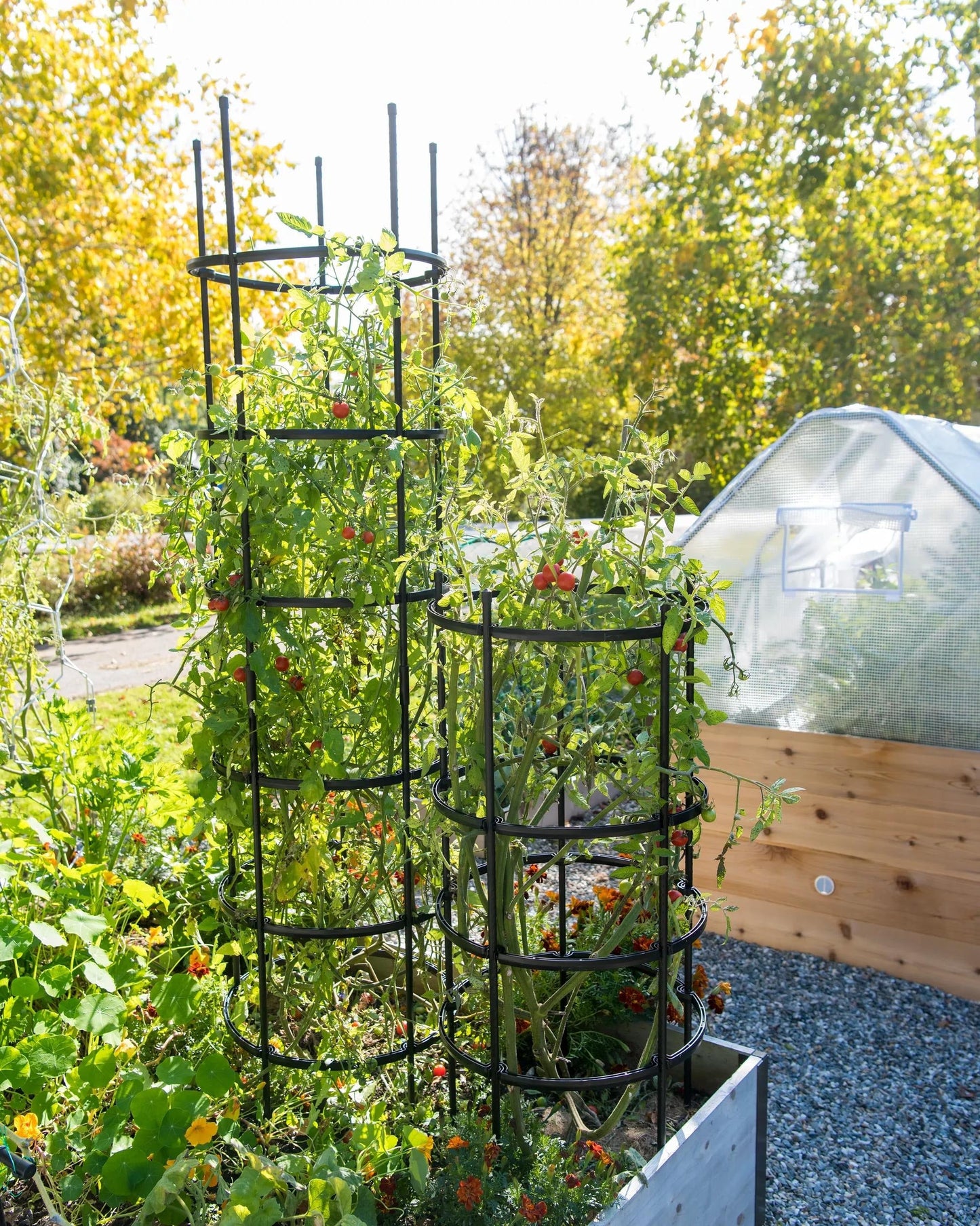 TitanTM Tomato Cages, Set of 3
