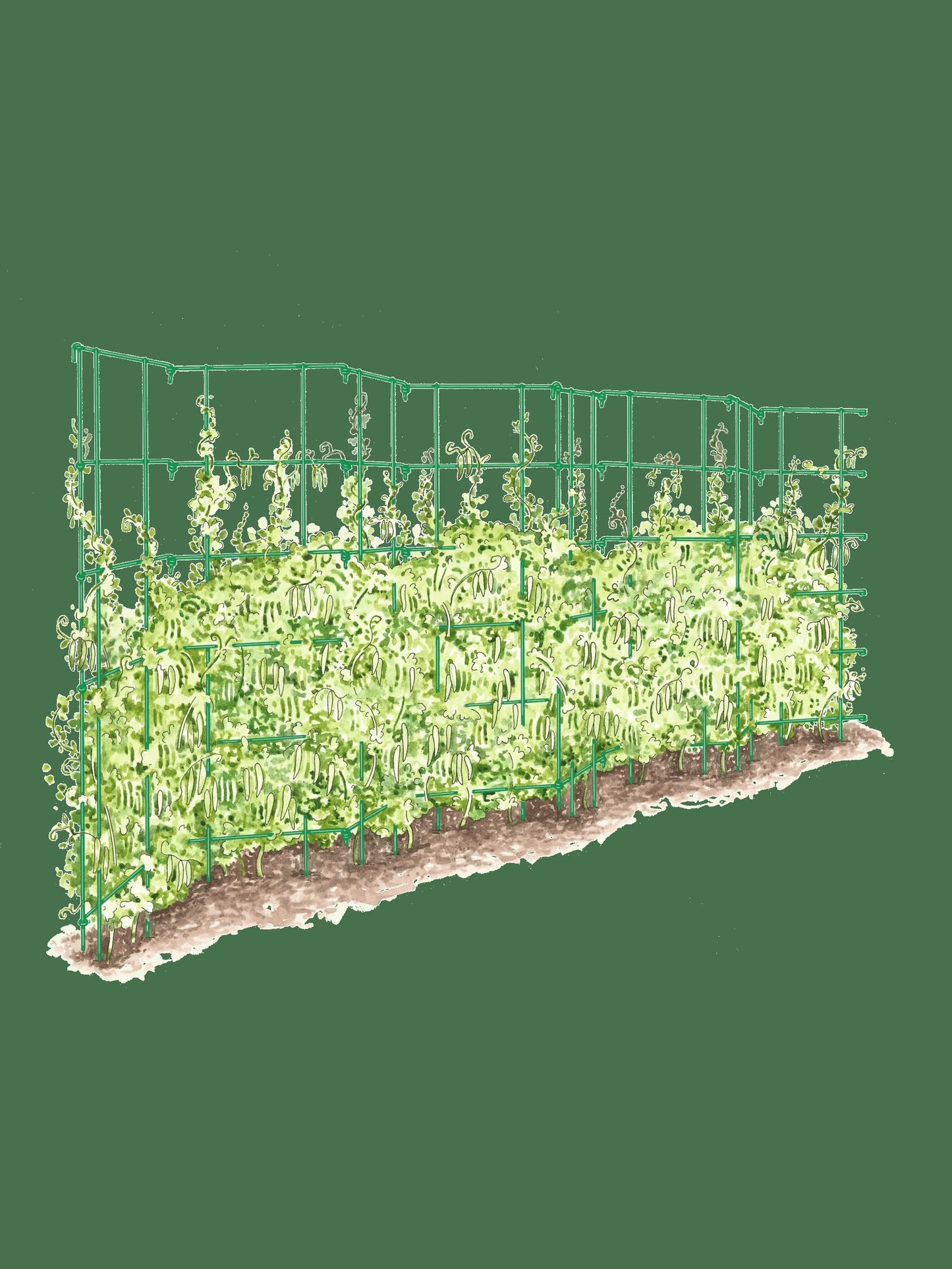Expandable Pea Trellis
