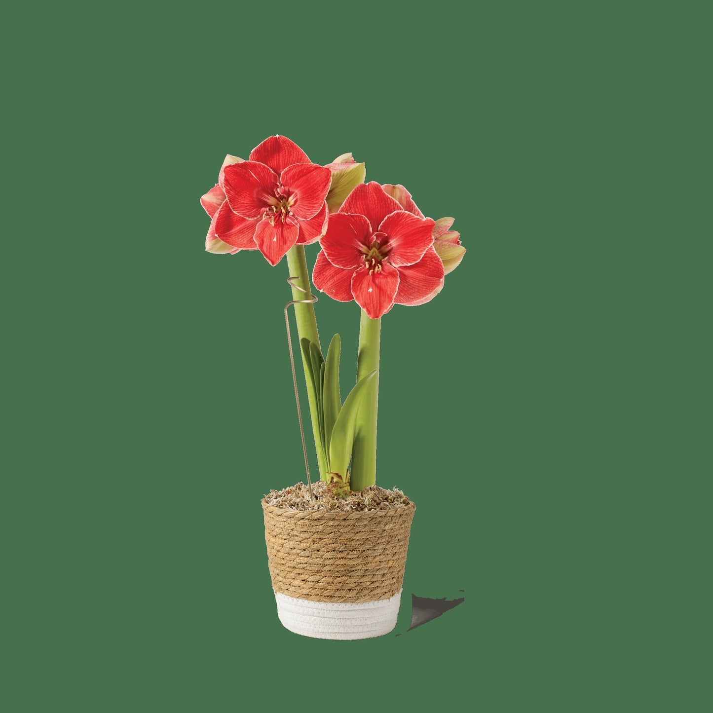 Potted Amaryllis