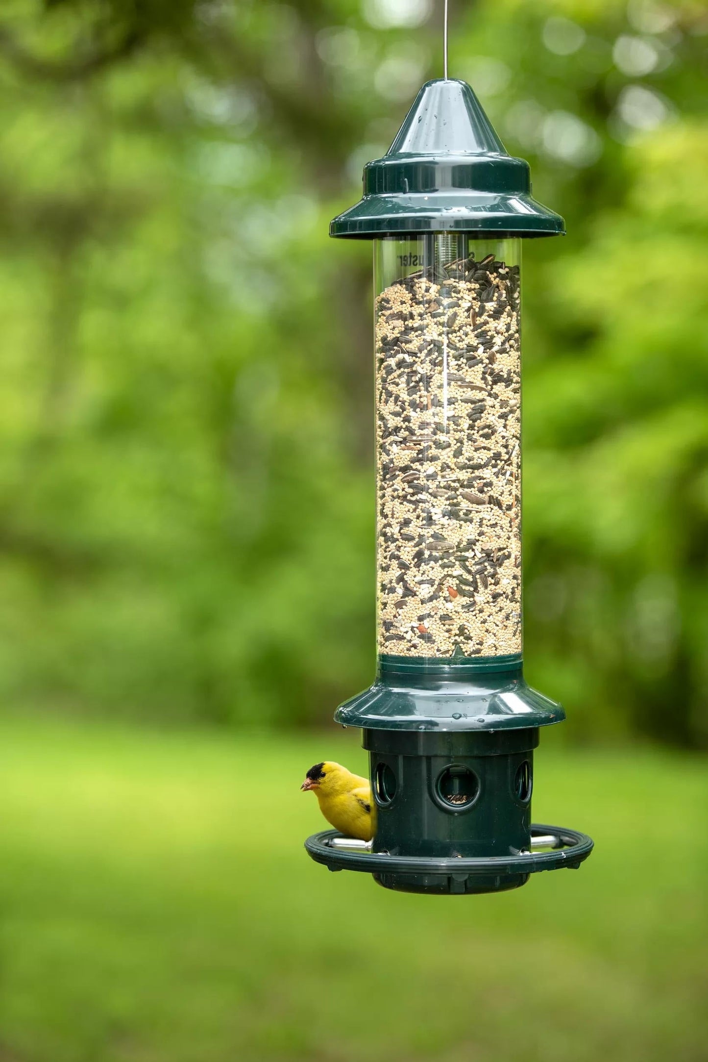 Brome® Squirrel Buster PlusTM Bird Feeder