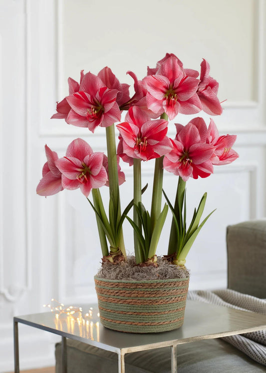 Gervase Potted Amaryllis Trio