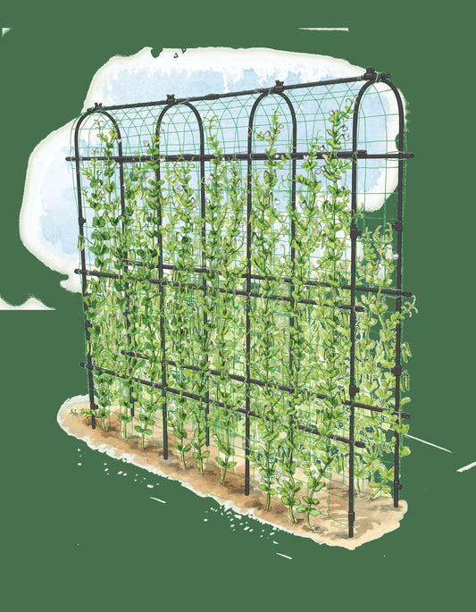 TitanTM Pea Tunnel