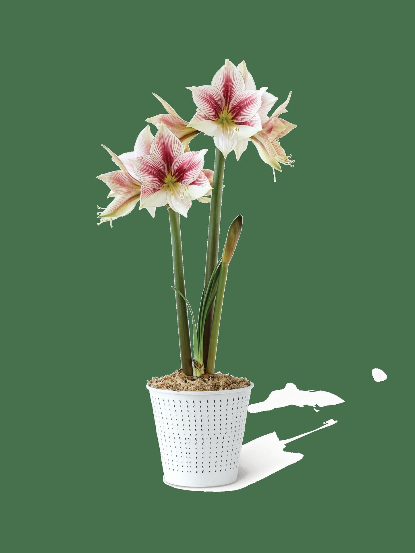 Potted Amaryllis