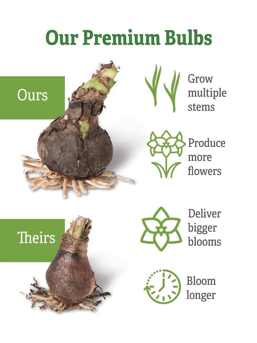 Premium Amaryllis Bulbs (Set of 2)