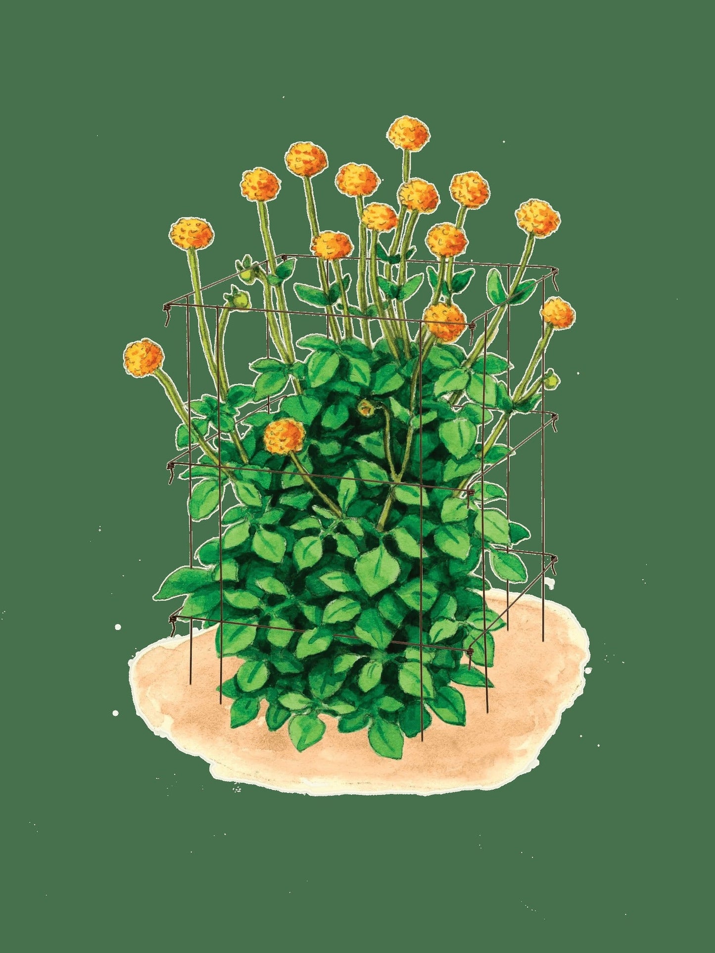 Dahlia Supports