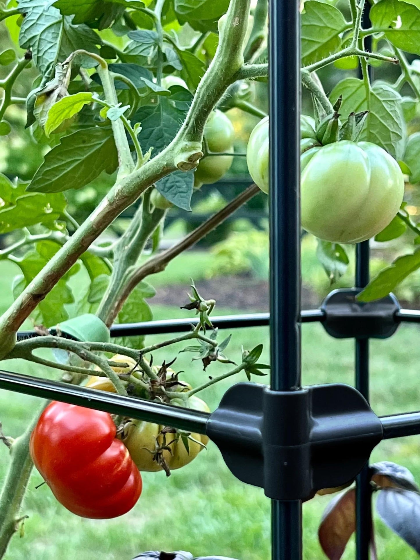 OasisTM Self-Watering Tomato Planter With Trellis