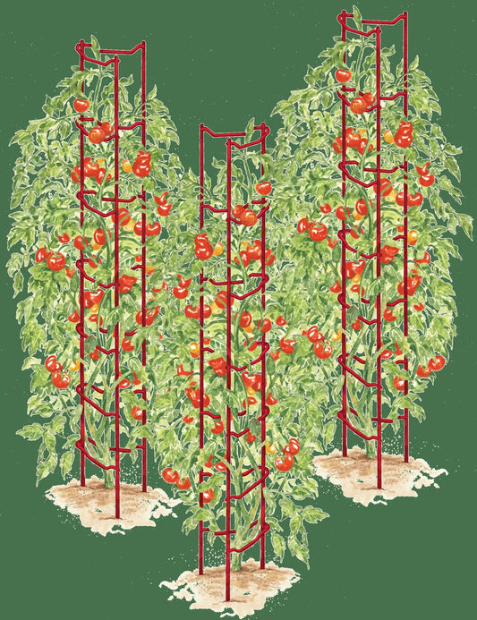 Tomato Ladders, Set of 3