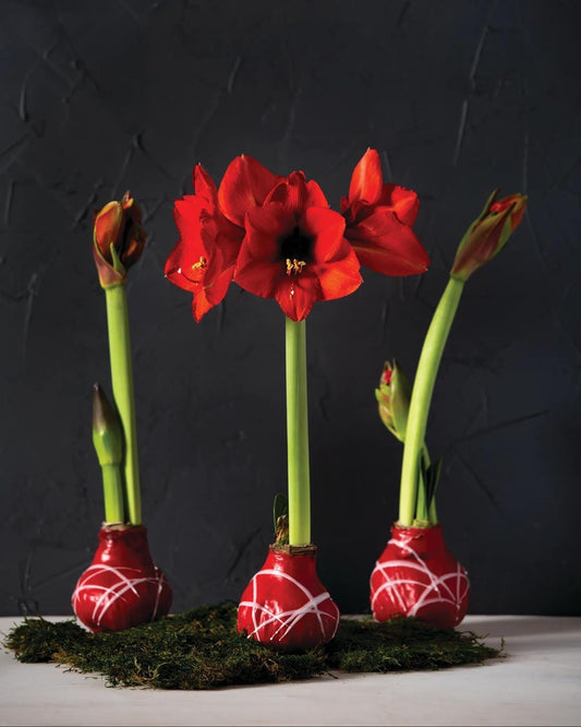 Art Mix Waxed Amaryllis
