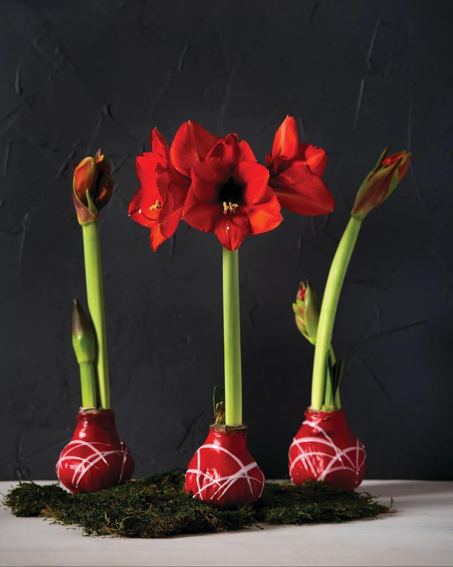 Art Mix Waxed Amaryllis