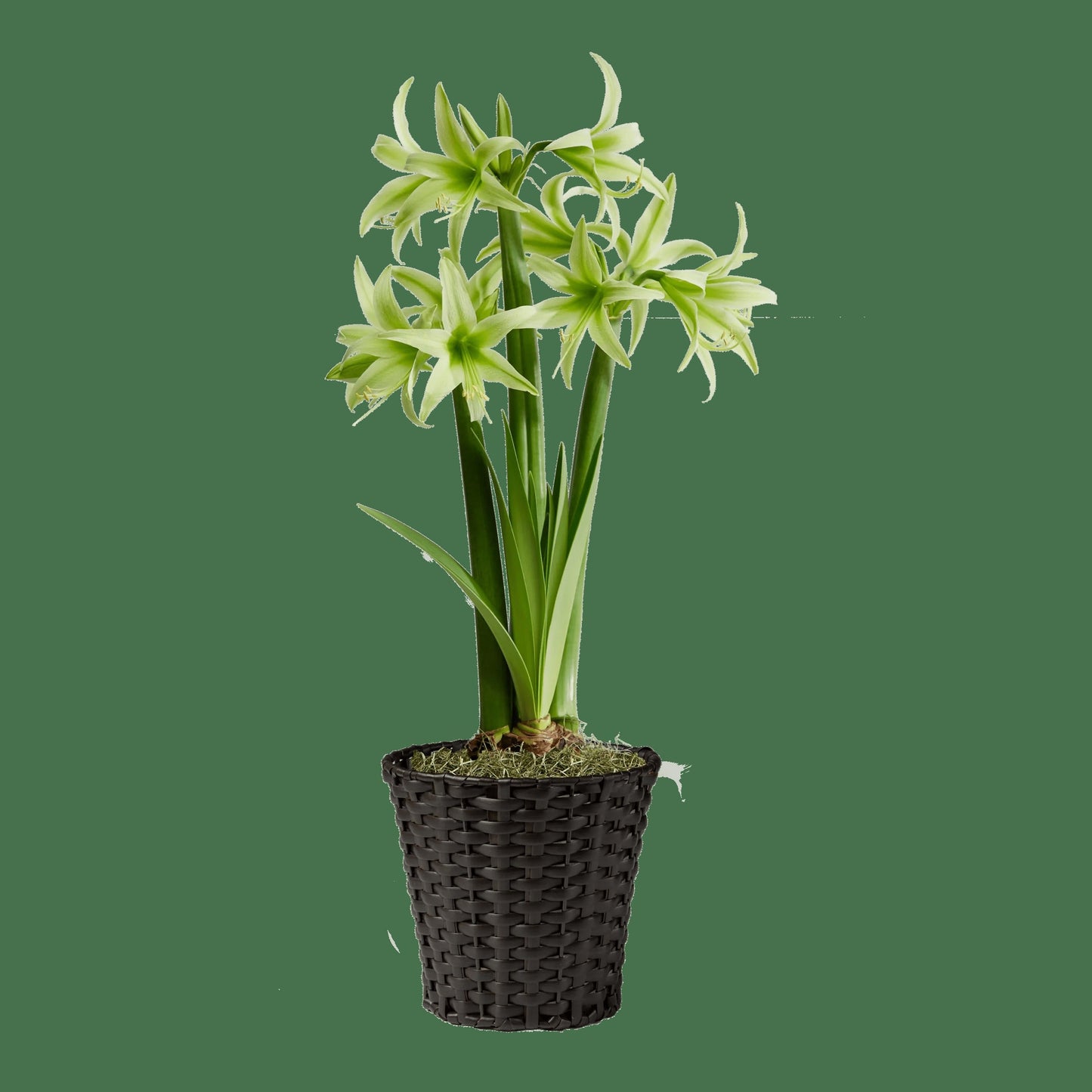 Amazon Amaryllis Collection