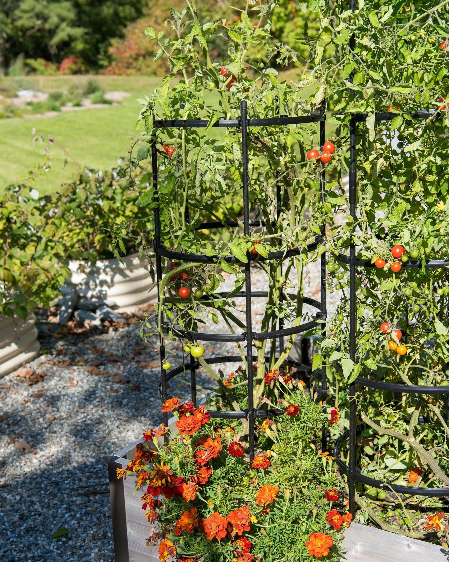 TitanTM Tomato Cages, Set of 3