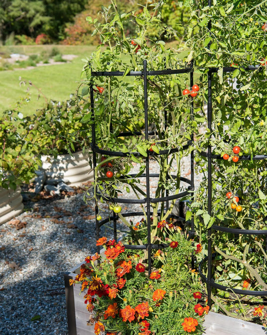 TitanTM Tomato Cages, Set of 3