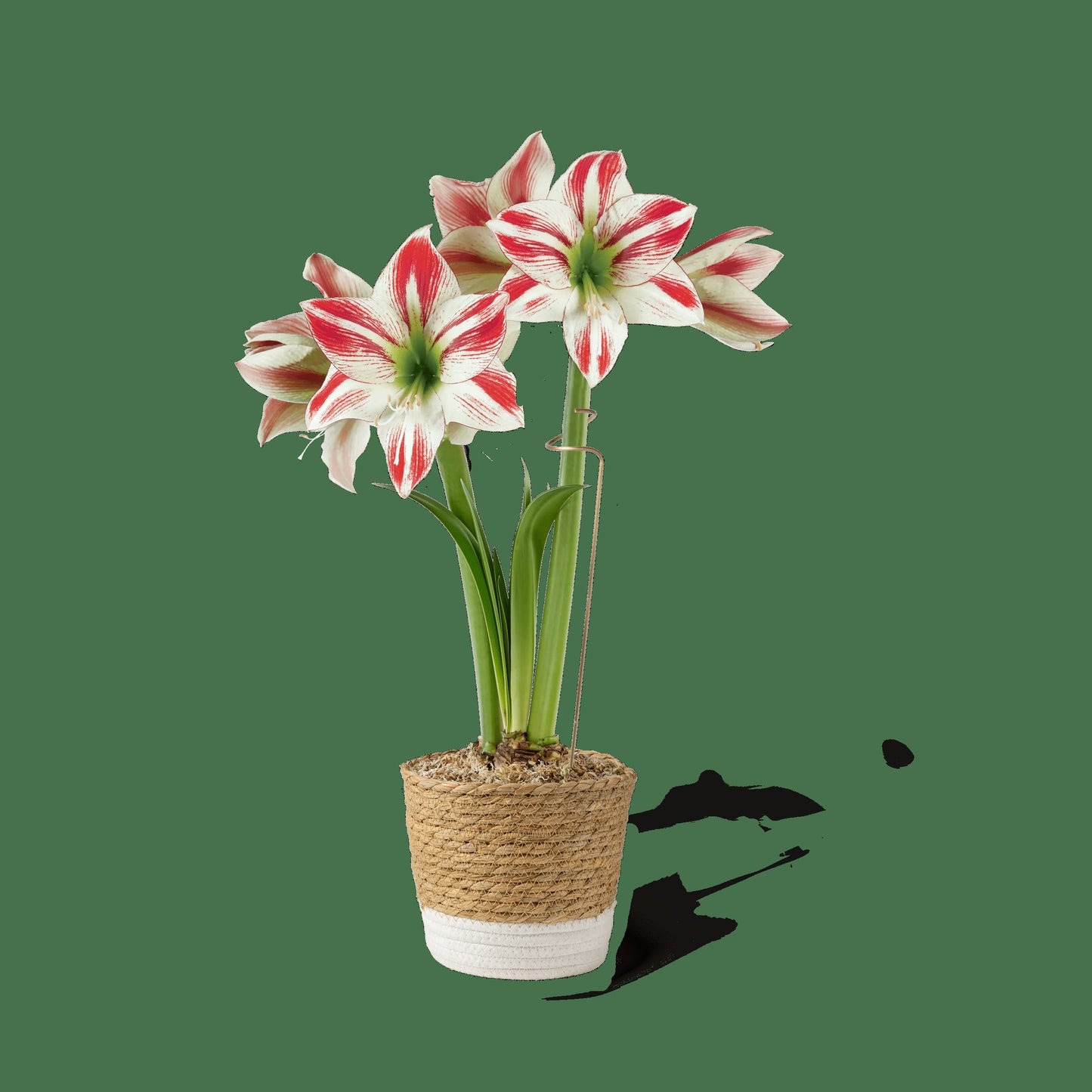 Potted Amaryllis