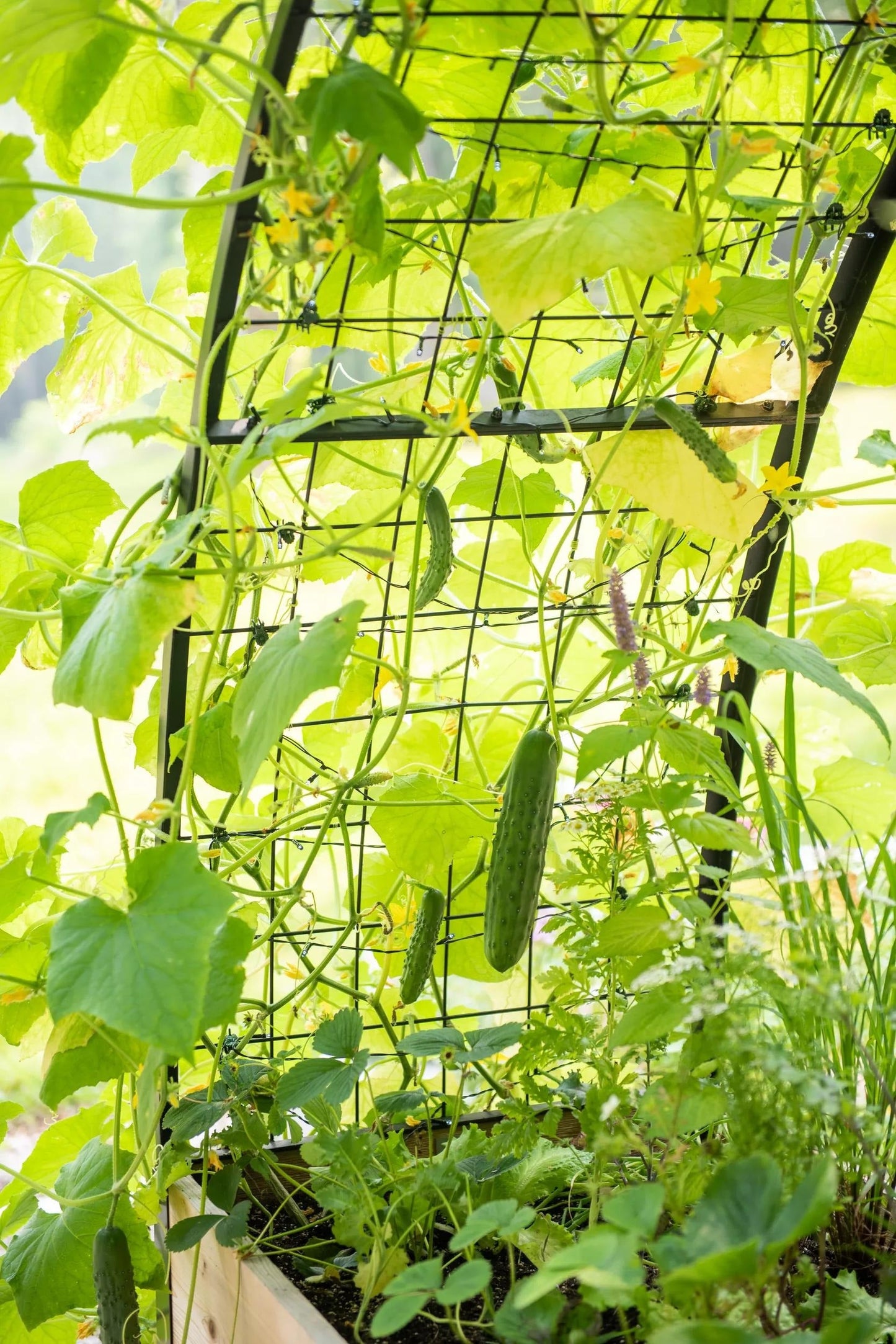 2' x 8' Arch Trellis for Planter Boxes