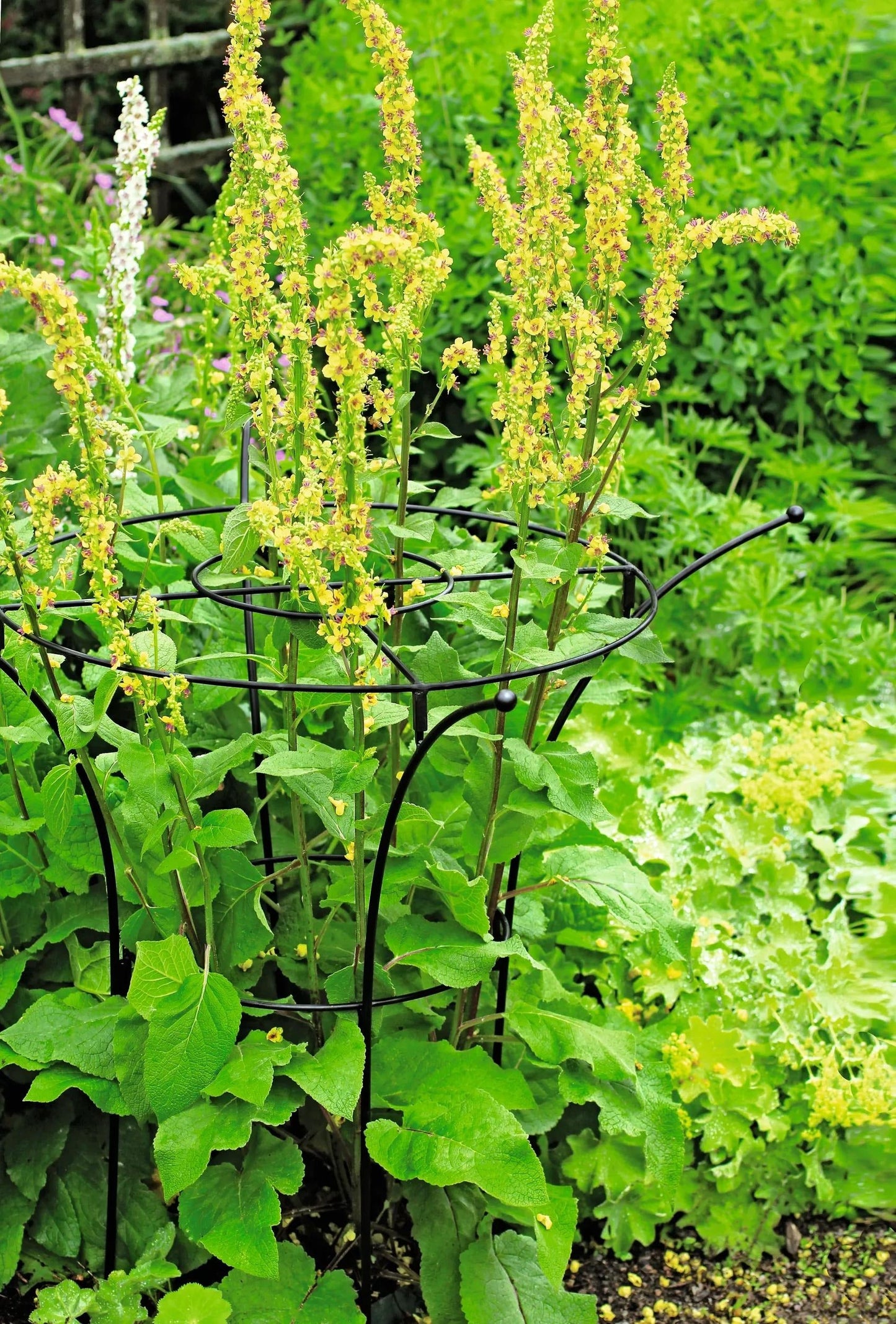 EssexTM Plant Supports