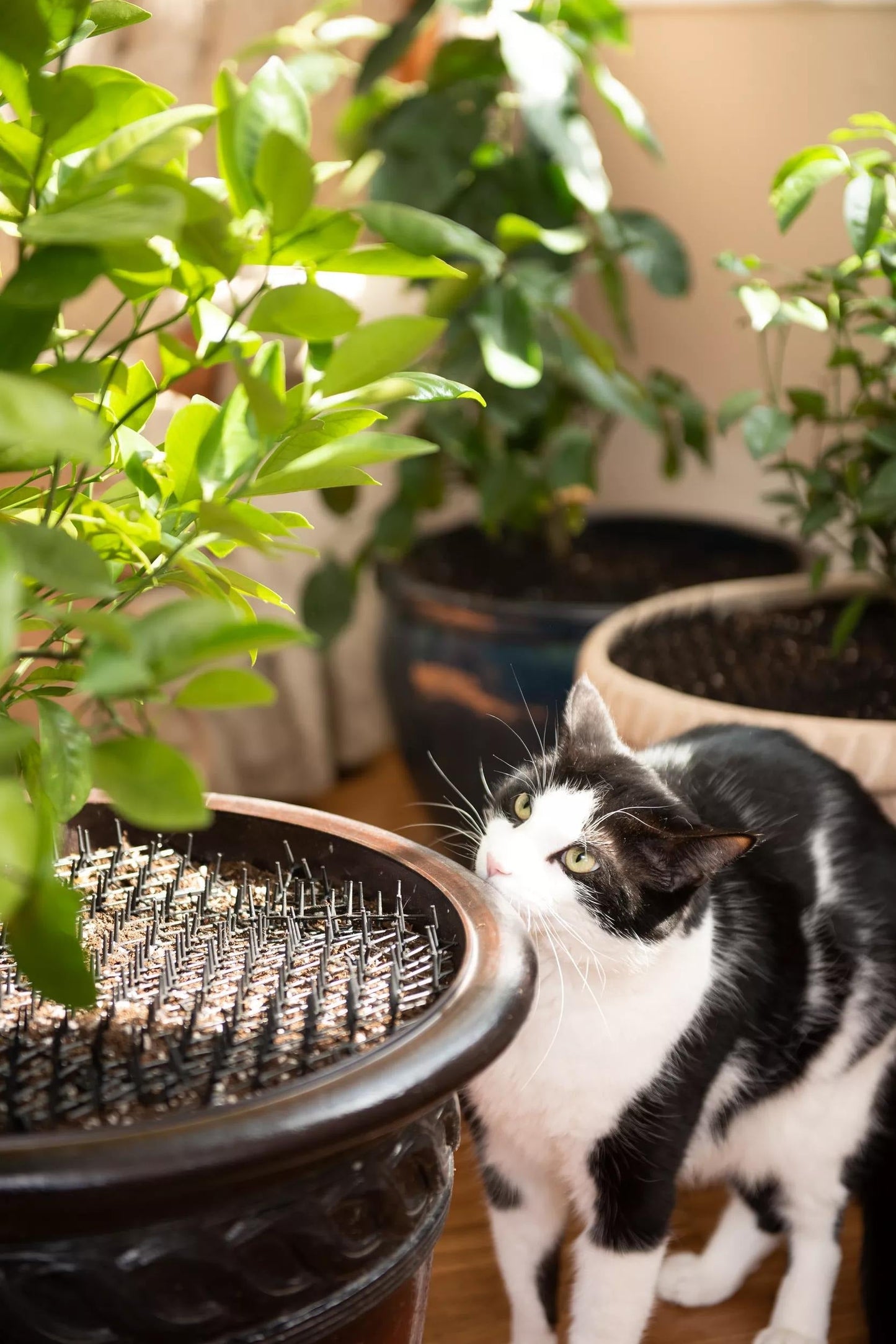 Cat Scat Mat