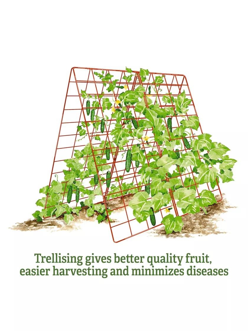 Deluxe Cucumber Trellis