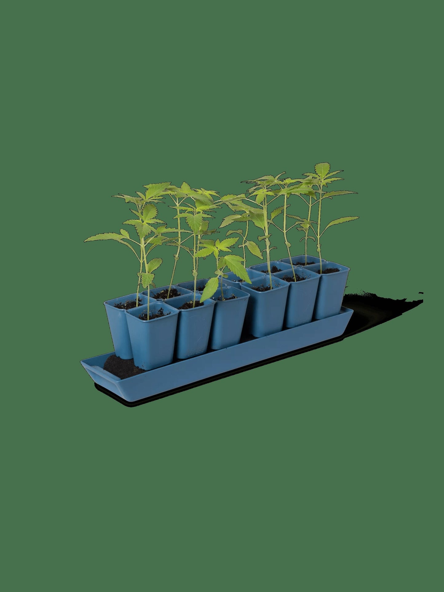 Gardener's Best® XL Seed Starting Kit