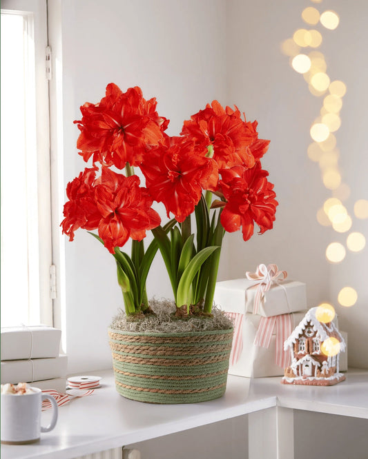 Double Circus Potted Amaryllis Trio