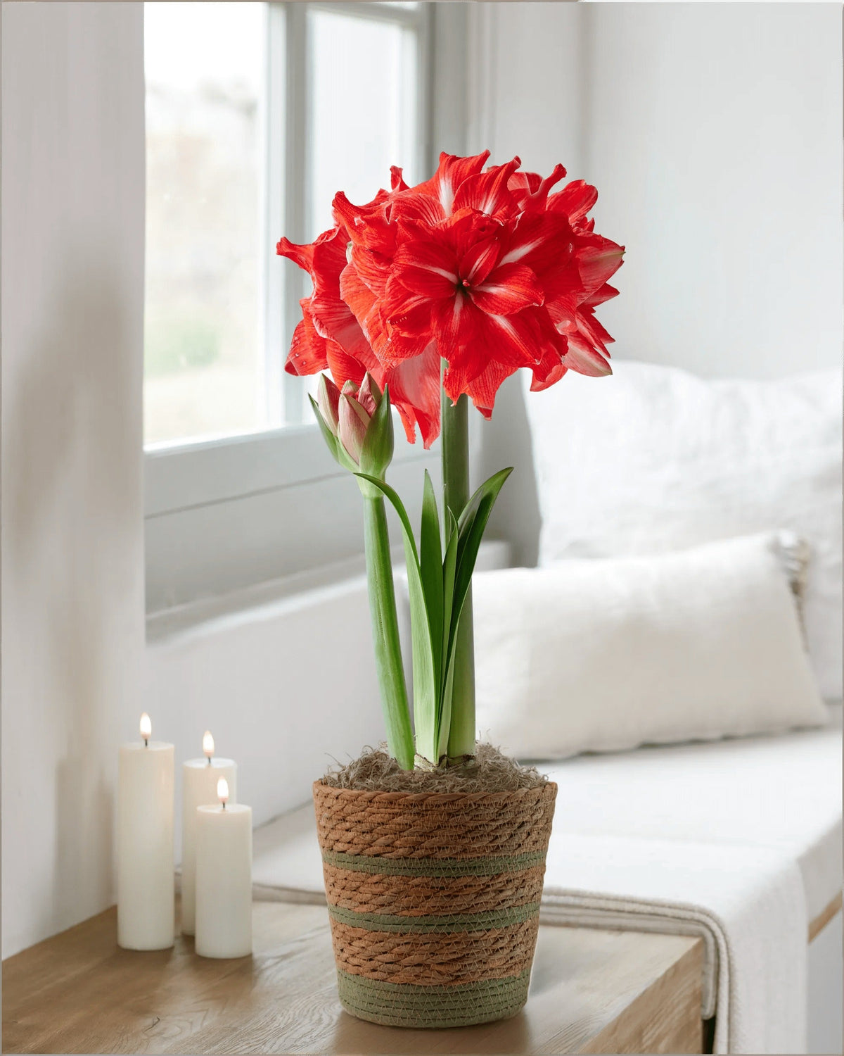 Double Circus Potted Amaryllis