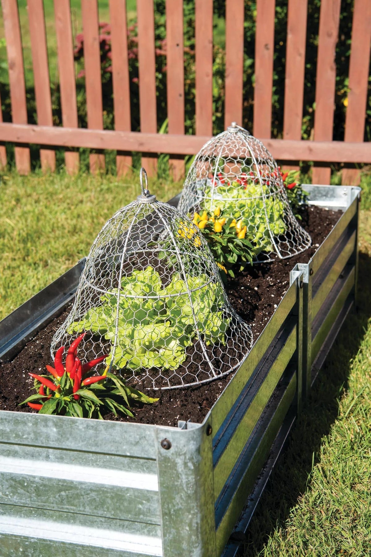 Chicken Wire Cloche
