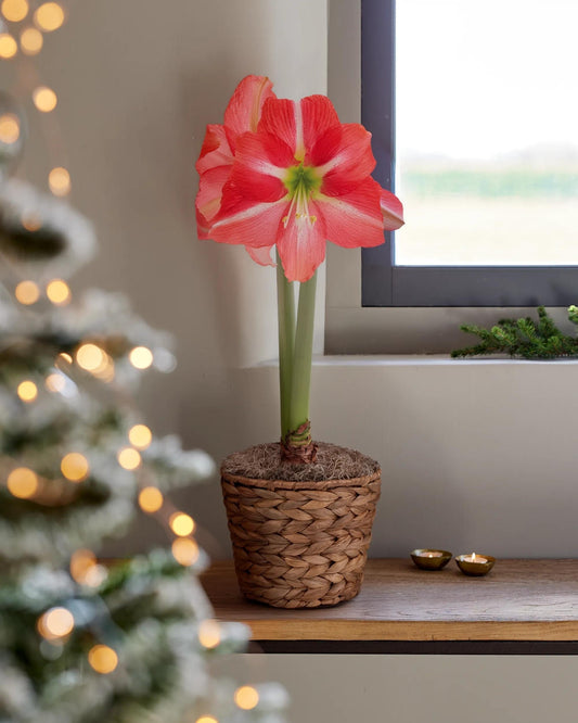 Dolce Vita Potted Amaryllis