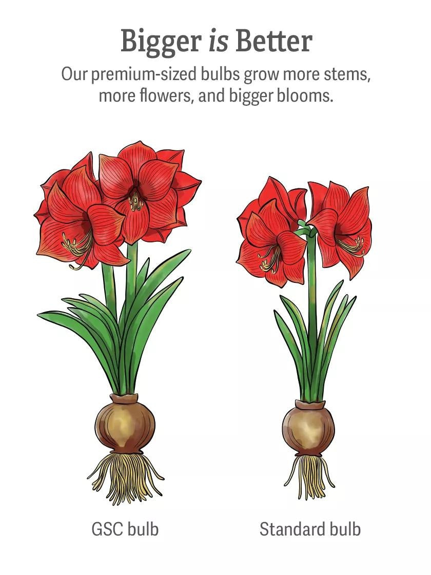 Double Circus Potted Amaryllis