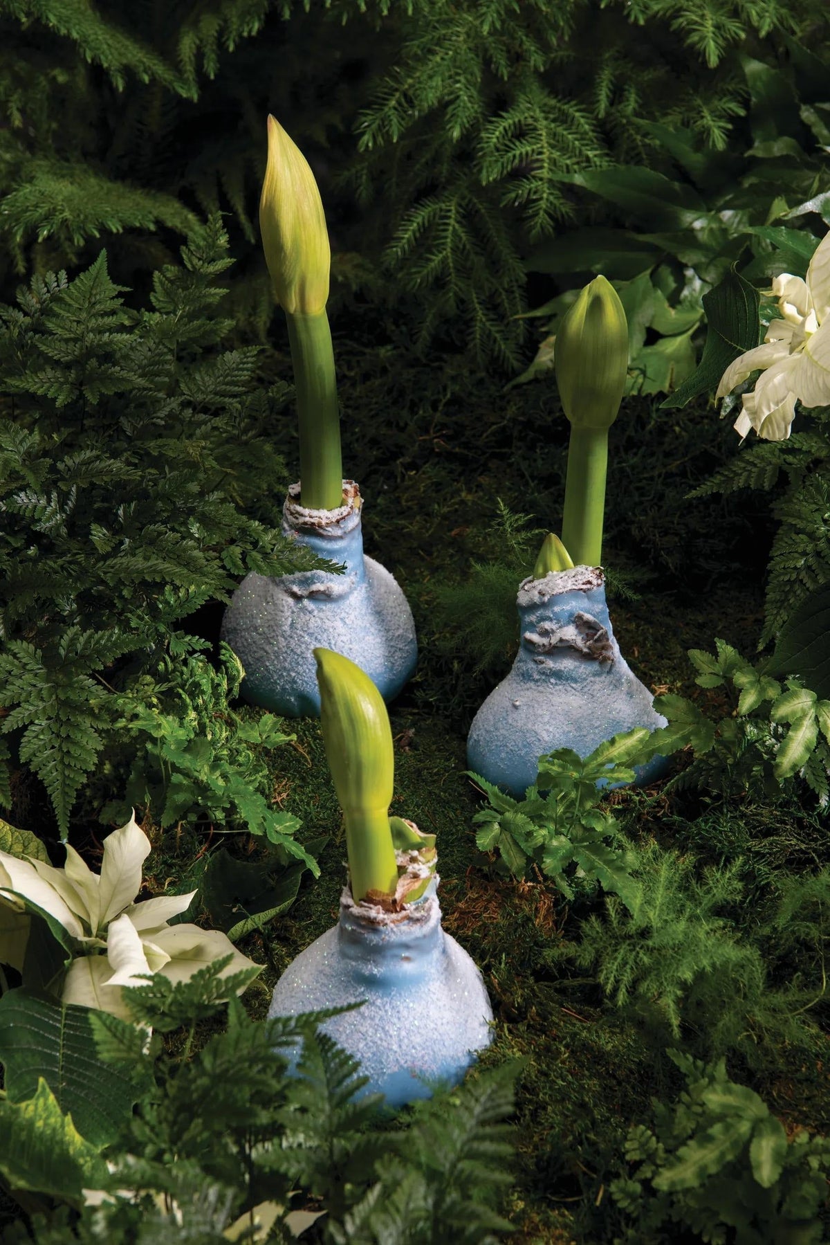 Snow Waxed Amaryllis