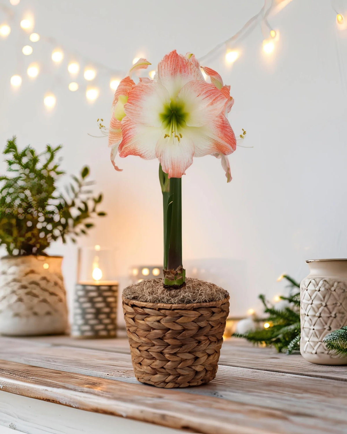 Sweet Escape Potted Amaryllis