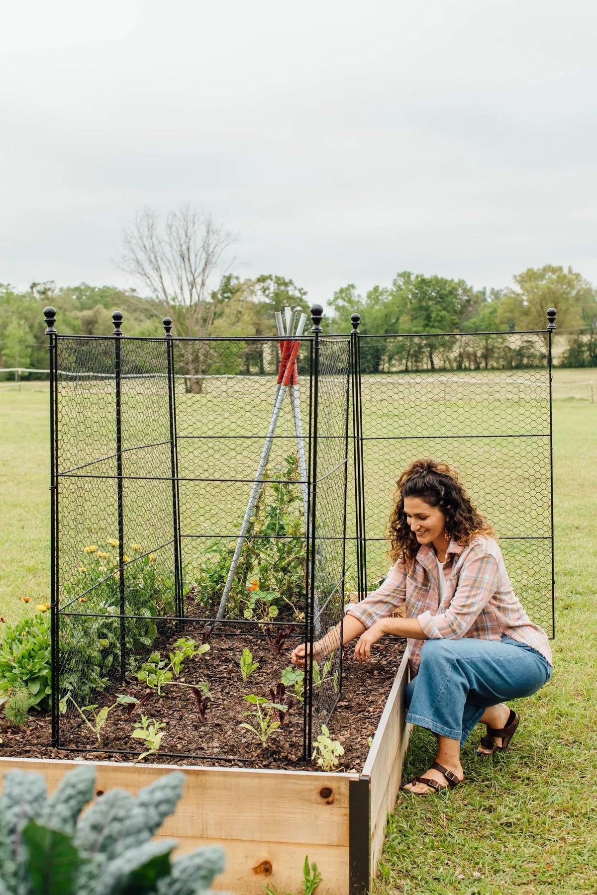 Tall Chicken Wire Critter Fence with Gate