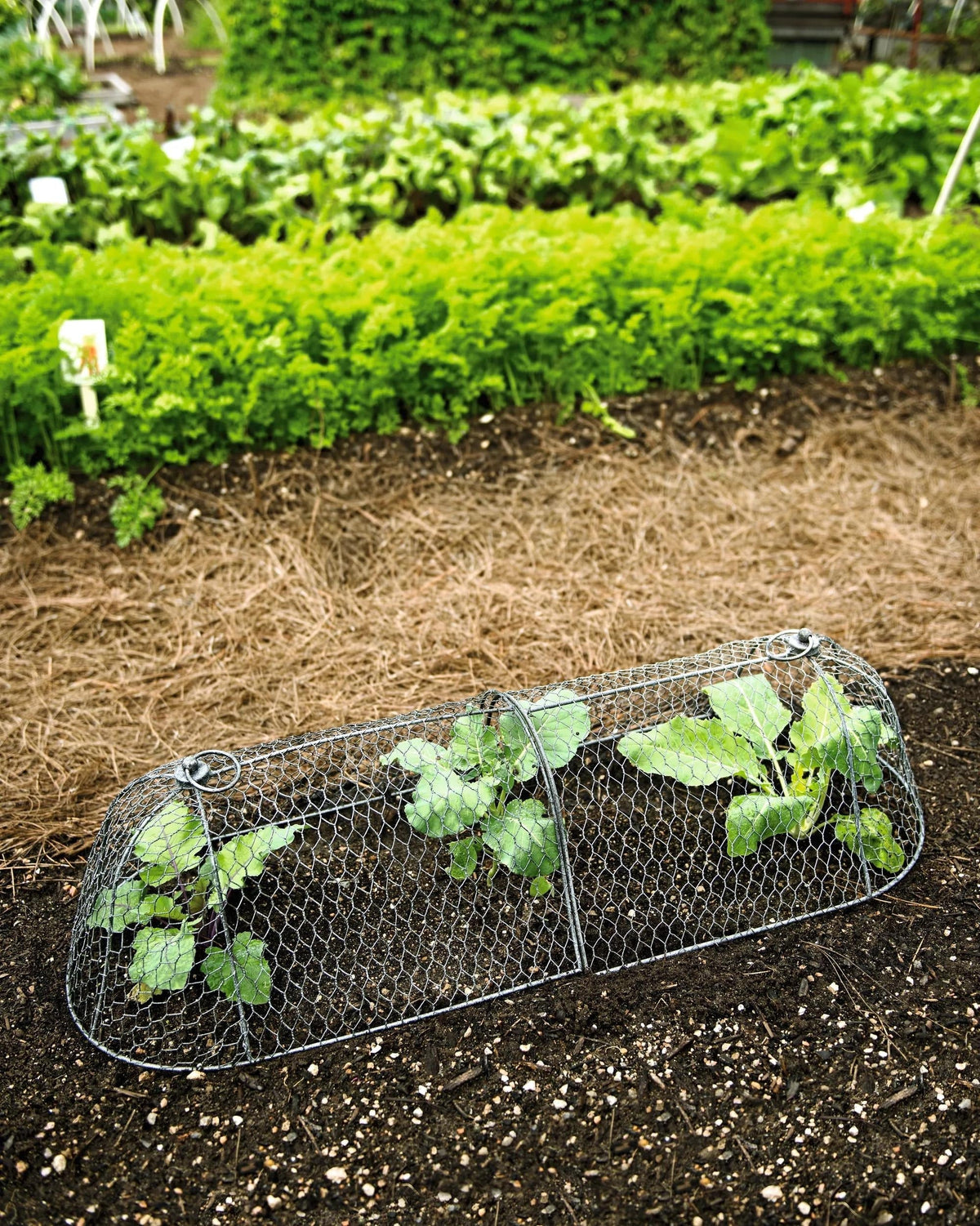 3-in-1 Chicken Wire Cloche