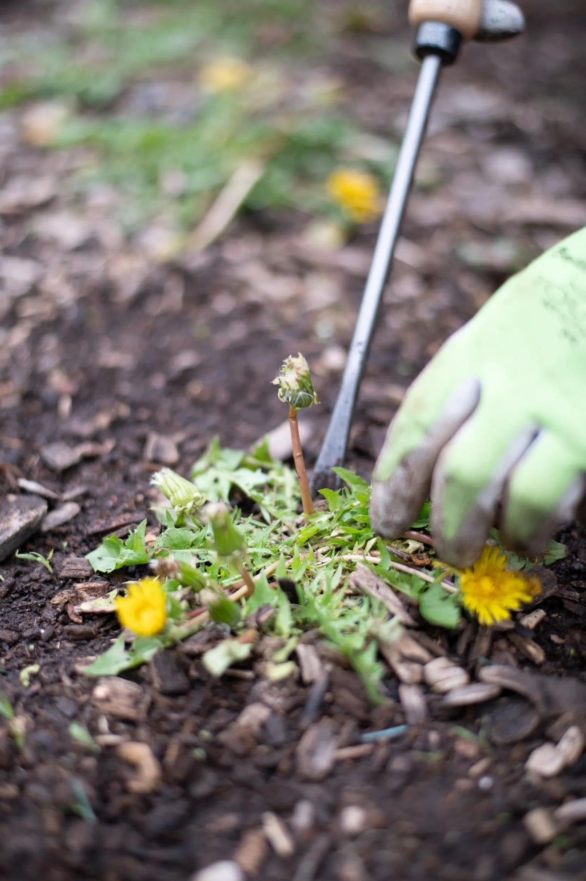 Lifetime Dandelion Weeder