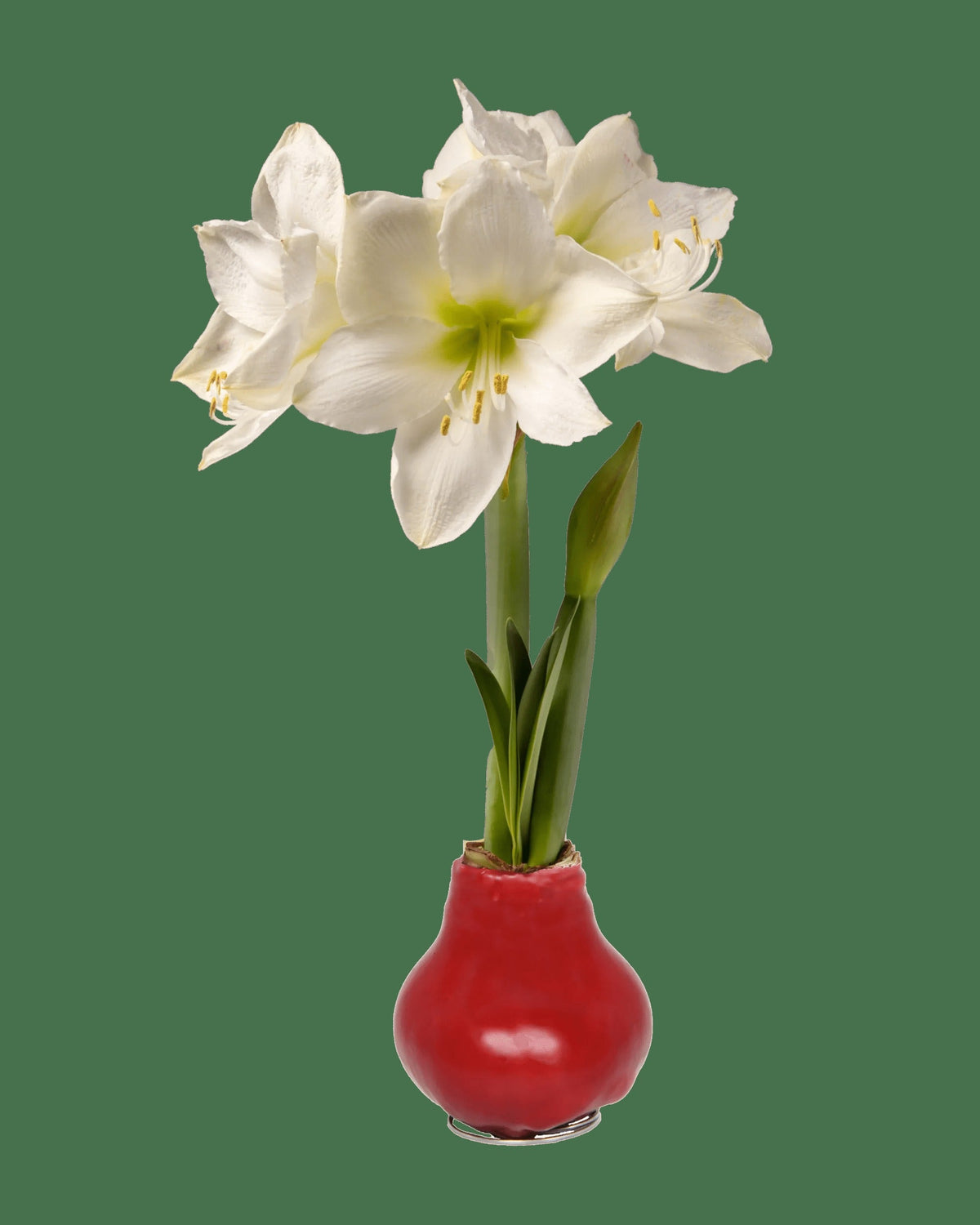 Waxed Amaryllis