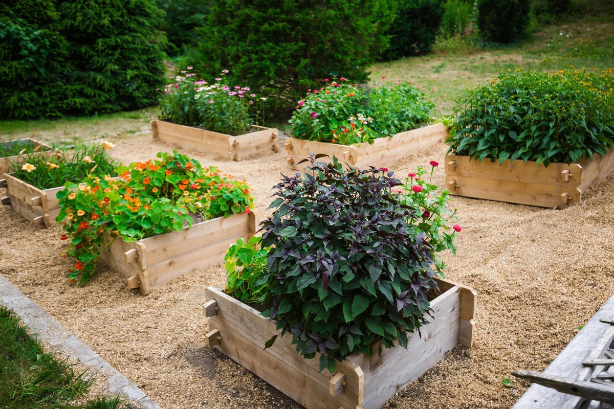 Farmstead Cedar Raised Garden Beds, 3'
