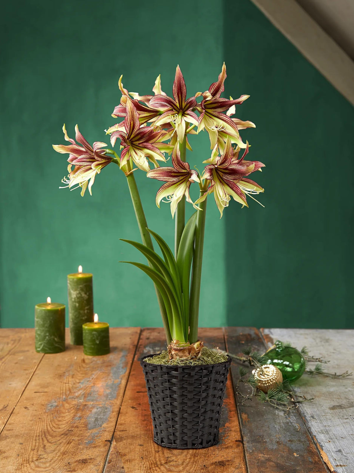 Amazon Amaryllis Collection