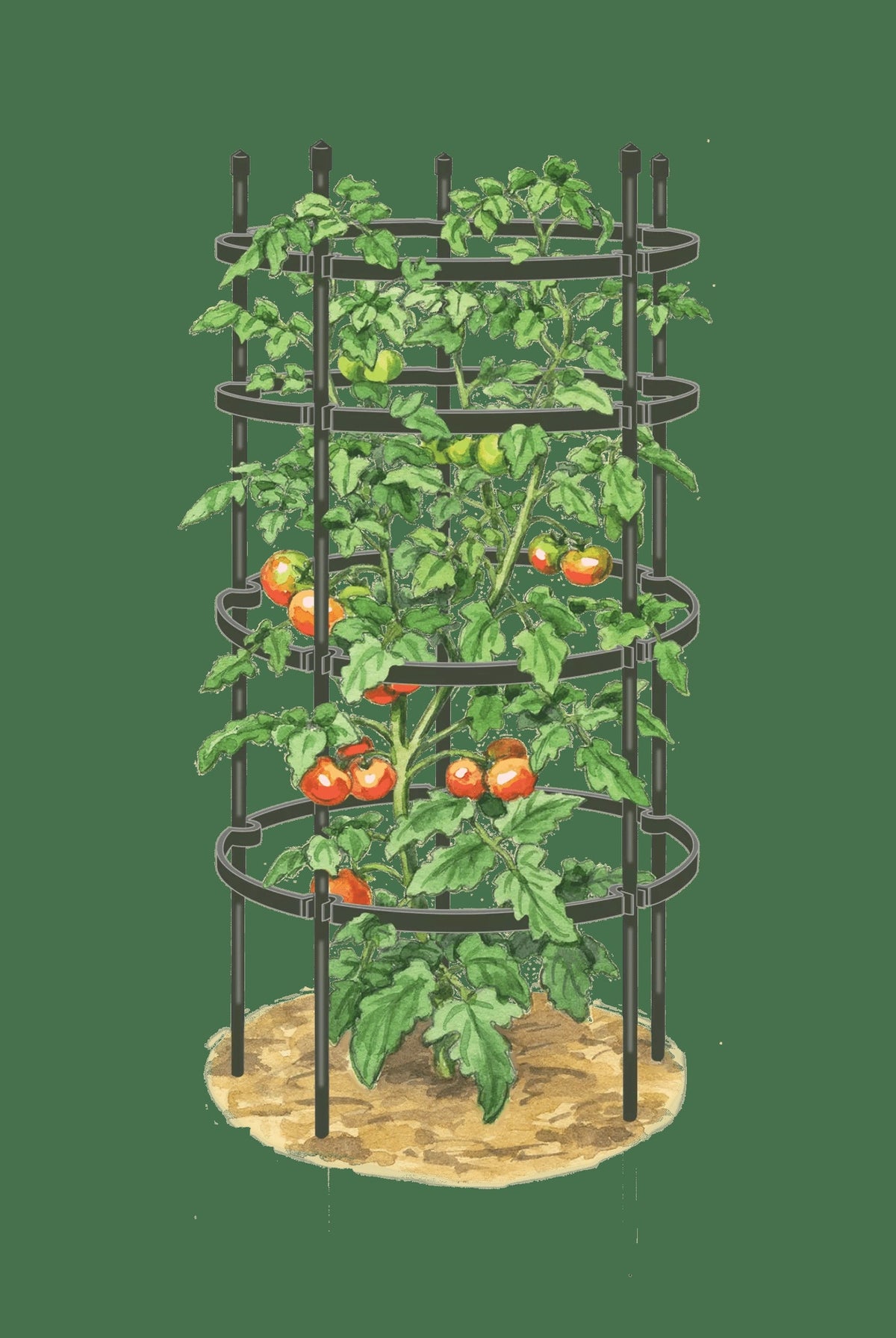 TitanTM Tomato Cages, Set of 3