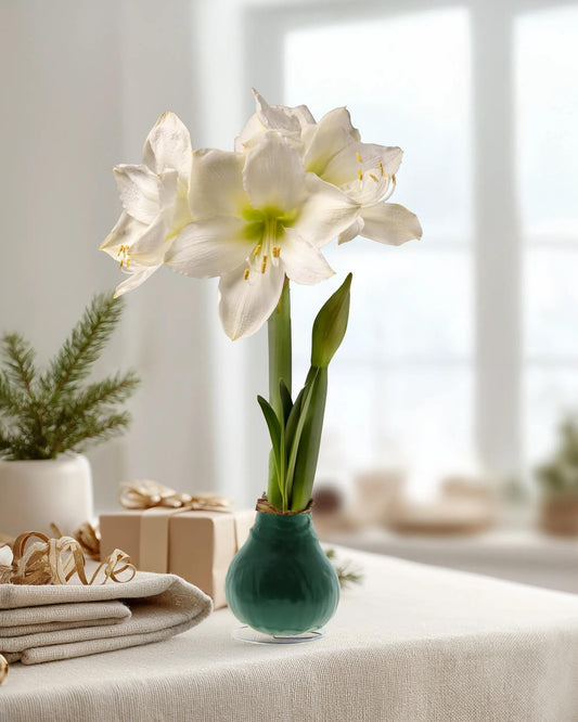 Waxed Amaryllis