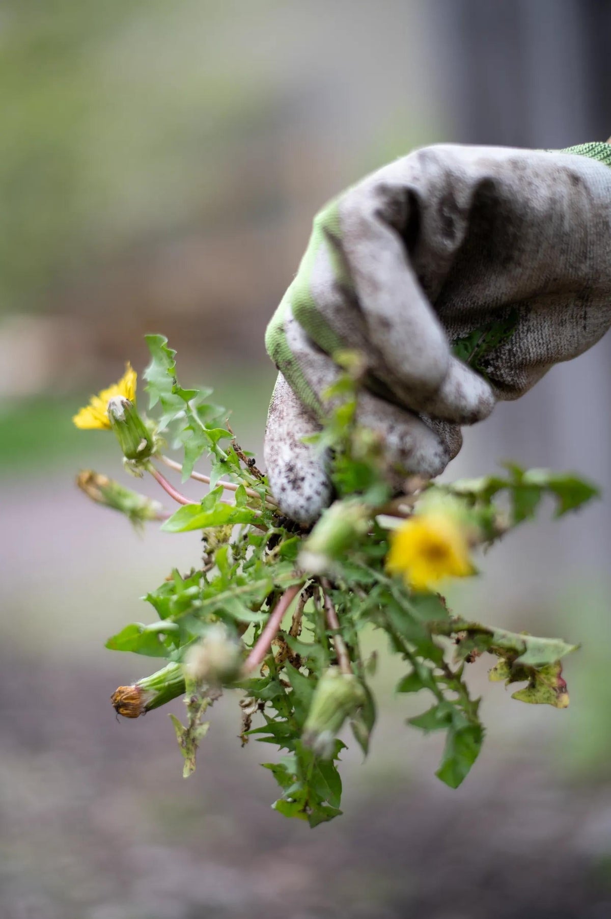 Lifetime Dandelion Weeder