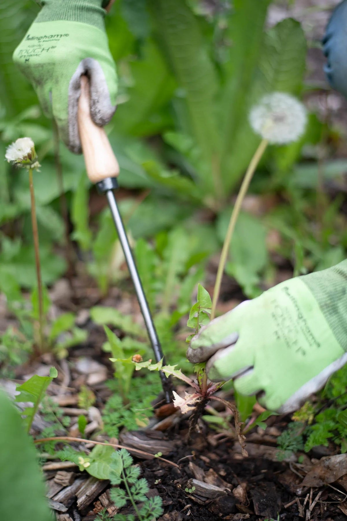 Lifetime Dandelion Weeder