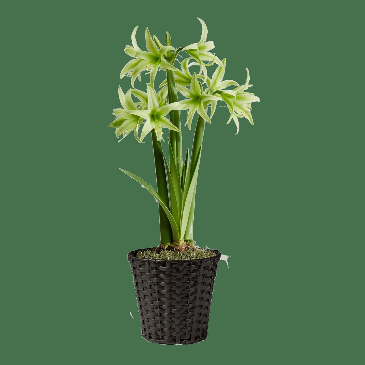 Amazon Amaryllis Collection
